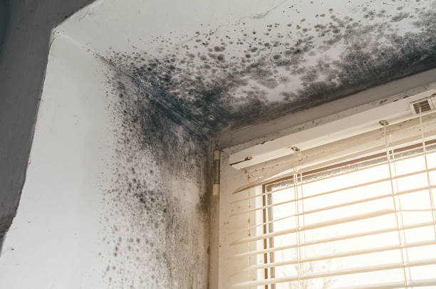 Affordable Mold Cleanup solutions in Jackson, NC